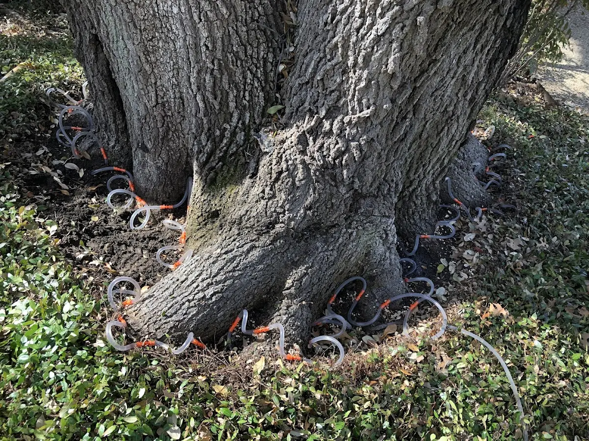 Detailed Tree Cabling and Bracing job site in North Judson