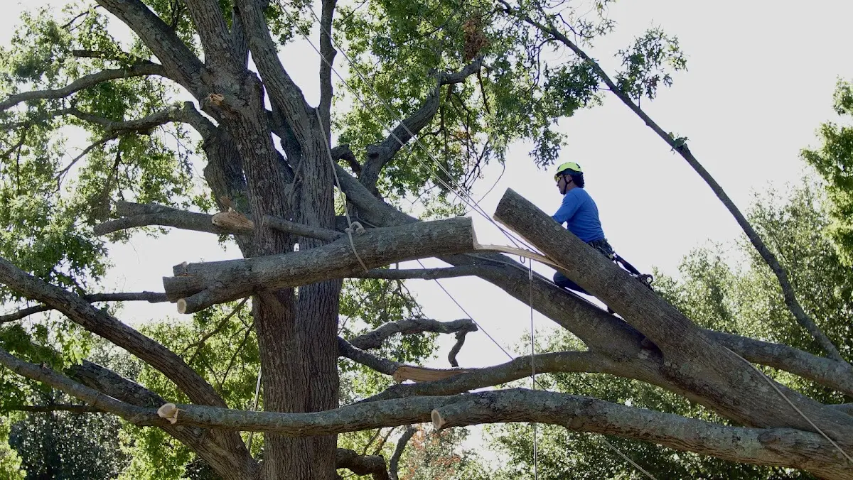 Professional Hazardous Tree Removal performed by certified arborists in North Judson