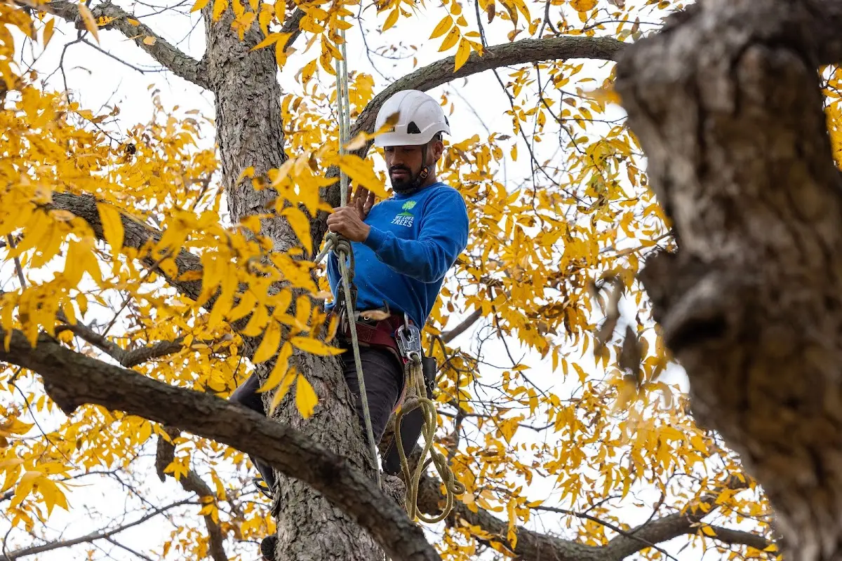Skilled Tree Pruning crew working in North Judson